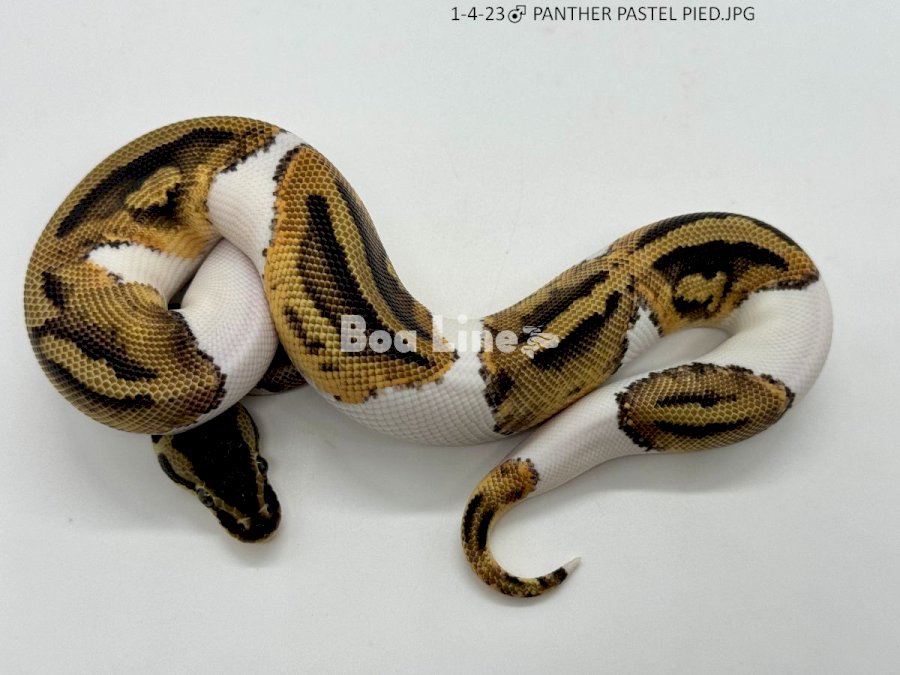  PANTHER PASTEL PIED